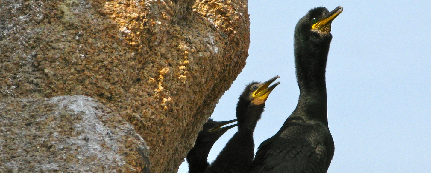 Nesting site of European shag with adult and two fledgings at Sagres